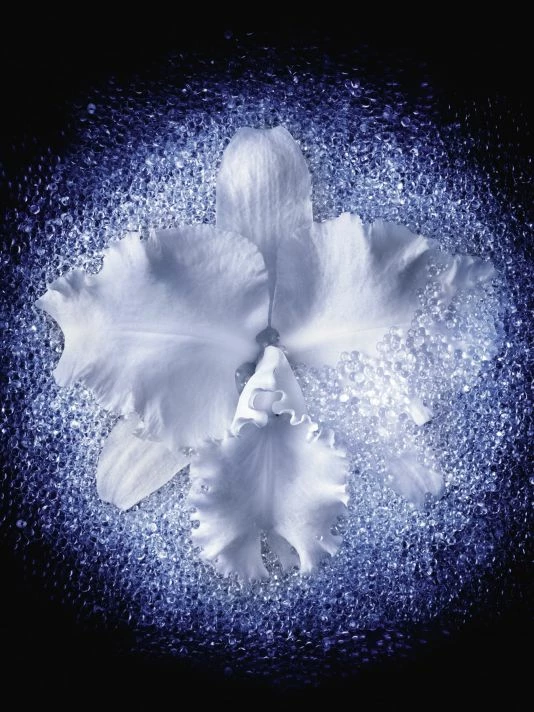 Guerlain Orchidee Imperiale Microlifting Concentrate Serum 11 Guerlain Orchidee Imperiale Microlifting Concentrate Serum - Image 9