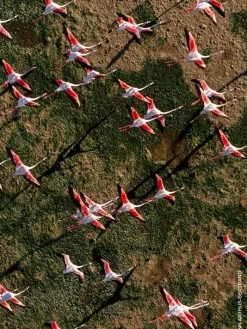 Guerlain Aqua Allegoria Rosa Rossa Rose Eau De Toilette For Men -CHARVET AND GUERLAIN Sales unnamed file 490