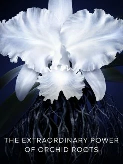 Guerlain Orchidée Impériale Cream Refill -CHARVET AND GUERLAIN Sales unnamed file 514