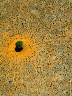 Guerlain Aqua Allegoria Mandarine Basilic Eau De Toilette 16 Guerlain Aqua Allegoria Mandarine Basilic Eau De Toilette -CHARVET AND GUERLAIN Sales unnamed file 535