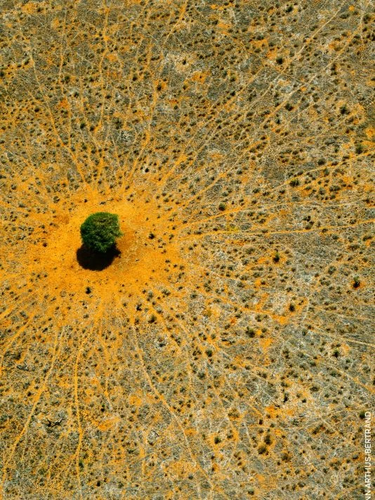 Guerlain Aqua Allegoria Mandarine Basilic Eau De Toilette 9 Guerlain Aqua Allegoria Mandarine Basilic Eau De Toilette - Image 7