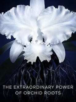 Guerlain Orchidée Impériale Light Cream 12 Guerlain Orchidée Impériale Light Cream -CHARVET AND GUERLAIN Sales unnamed file 578