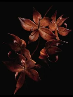 Cheap Guerlain Store -CHARVET AND GUERLAIN Sales unnamed file 921